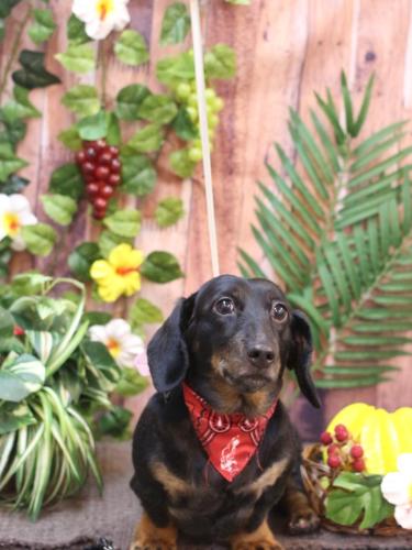 20230812らんちゃん